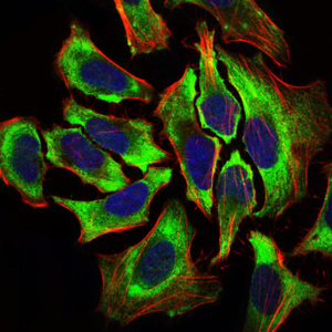 HAS2 Antibody - Immunofluorescence of HeLa cells using HAS2 mouse monoclonal antibody (green). Blue: DRAQ5 fluorescent DNA dye. Red: Actin filaments have been labeled with Alexa Fluor-555 phalloidin.