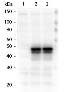 HAUS8 Antibody - Western Blot of Rabbit anti-HAUS8 antibody. Lane 1: 293T Null. Lane 2: 293T WT Hice1. Lane 3: 293T S70A Hice1. Load: 14 µl per lane. Primary antibody: HAUS8 antibody at 1.24 ug/mL overnight at 4°C. Secondary antibody: Peroxidase rabbit secondary antibody at 1:40,000 for 30 min at RT. Block for 30 min at RT. Predicted/Observed size: 48 kDa, 48 kDa for HAUS8. Other band(s): HAUS8 splice variants and isoforms.