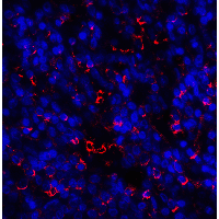 HAVCR2 / TIM-3 Antibody - Immunofluorescence of TIM3 in human spleen tissue with TIM3 antibody at 20 µg/ml.
