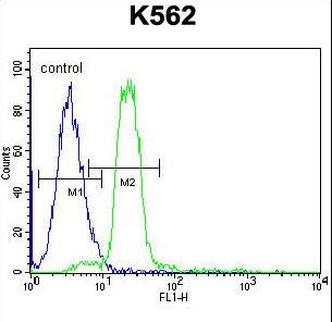 HBA1+2 / Hemoglobin Alpha Antibody - HBA2 Antibody flow cytometry of K562 cells (right histogram) compared to a negative control cell (left histogram). FITC-conjugated goat-anti-rabbit secondary antibodies were used for the analysis.