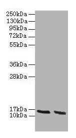 HBA1+2 / Hemoglobin Alpha Antibody - Western blot All lanes: Hemoglobin subunit alpha antibody at 2µg/ml Lane 1: HepG2 whole cell lysate Lane 2: Hela whole cell lysate Secondary Goat polyclonal to rabbit IgG at 1/10000 dilution Predicted band size: 45 kDa Observed band size: 45 kDa