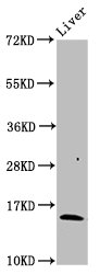 HBB / Hemoglobin Beta Antibody - Western Blot Positive WB detected in: Rat liver tissue All lanes: HBB antibody at 3µg/ml Secondary Goat polyclonal to rabbit IgG at 1/50000 dilution Predicted band size: 16 kDa Observed band size: 16 kDa