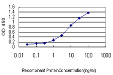 HBB / Hemoglobin Beta Antibody - Detection limit for recombinant GST tagged HBB is approximately 0.1 ng/ml as a capture antibody.