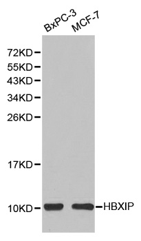 HBXIP Antibody - Western blot analysis of extracts of various cells.