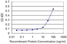 HBZ Antibody - Detection limit for recombinant GST tagged HBZ is approximately 10 ng/ml as a capture antibody.