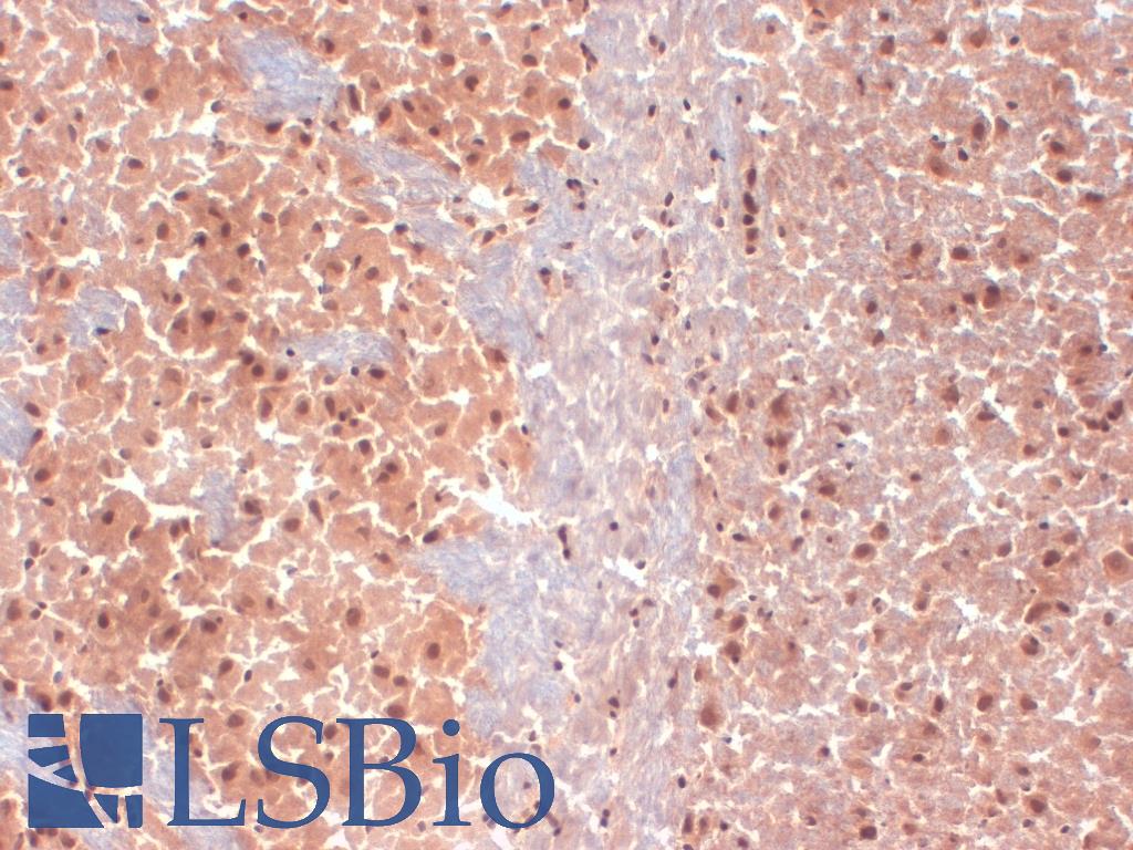 HCN1 Antibody - IHC analysis of HCN1 in frozen sections of mouse brain extract using HCN1 antibody.  This image was taken for the unconjugated form of this product. Other forms have not been tested.