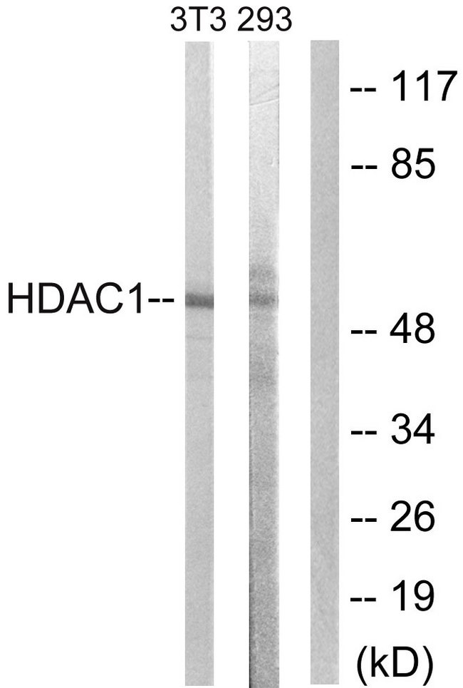 HDAC1 Antibody - Western blot analysis of lysates from NIH/3T3 cells, using HDAC1 Antibody. The lane on the right is blocked with the synthesized peptide.