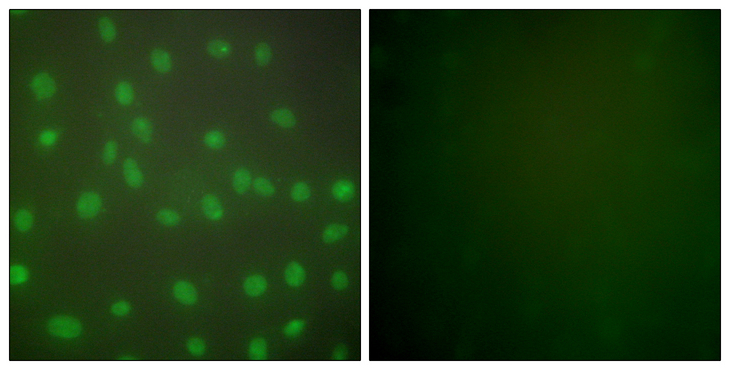 HDAC1 Antibody - Immunofluorescence analysis of NIH/3T3 cells, using HDAC1 Antibody. The picture on the right is blocked with the synthesized peptide.