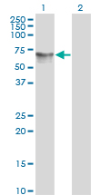 HDAC1 Antibody - Western blot of HDAC1 expression in transfected 293T cell line by HDAC1 monoclonal antibody.