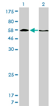 HDAC1 Antibody - Western blot of HDAC1 expression in transfected 293T cell line by HDAC1 monoclonal antibody.