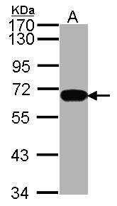 HDAC1 Antibody - Sample (30 ug of whole cell lysate). A: Hela. 7.5% SDS PAGE. HDAC1 antibody. HDAC1 antibody diluted at 1:1000. 