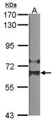 HDAC1 Antibody - Sample (30 ug of whole cell lysate). A: NIH-3T3. 7.5% SDS PAGE. HDAC1 antibody diluted at 1:1000.