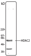 HDAC2 Antibody - Jurkat nuclear extract was resolved by electrophoresis, transferred to nitrocellulose and probed with rabbit anti-HDAC2 antibody. Proteins were visualized using a donkey anti-rabbit secondary conjugated to HRP and a chemiluminescence detection system.