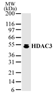 HDAC3 Antibody - Western blot of HDAC3 in HeLa cell lysate with anti-HDAC3 antibody.