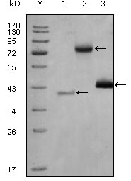 HDAC3 Antibody - Western blot using HDAC3 mouse monoclonal antibody against truncated Trx-HDAC3 recombinant protein (1), full length HDAC3-hIgGFc (aa1-428) transfected CHO-K1 cell lysate(2) and HeLa cell lysate (3).