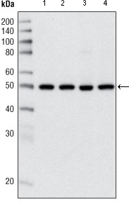 HDAC3 Antibody - Western blot using HDAC3 mouse monoclonal antibody against HeLa (1), NIH/3T3 (2), C6 (3) and COS (4) cell lysate.