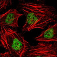 HDAC3 Antibody - Confocal immunofluorescence of HeLa cells using HDAC3 mouse monoclonal antibody (green). Red: Actin filaments have been labeled with DY-554 phalloidin.