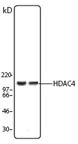 HDAC4 Antibody - NIH 3T3 (left lane) and Jurkat (right lane) nuclear extracts were probed with rabbit anti-HDAC4 antibody by Western Blot.