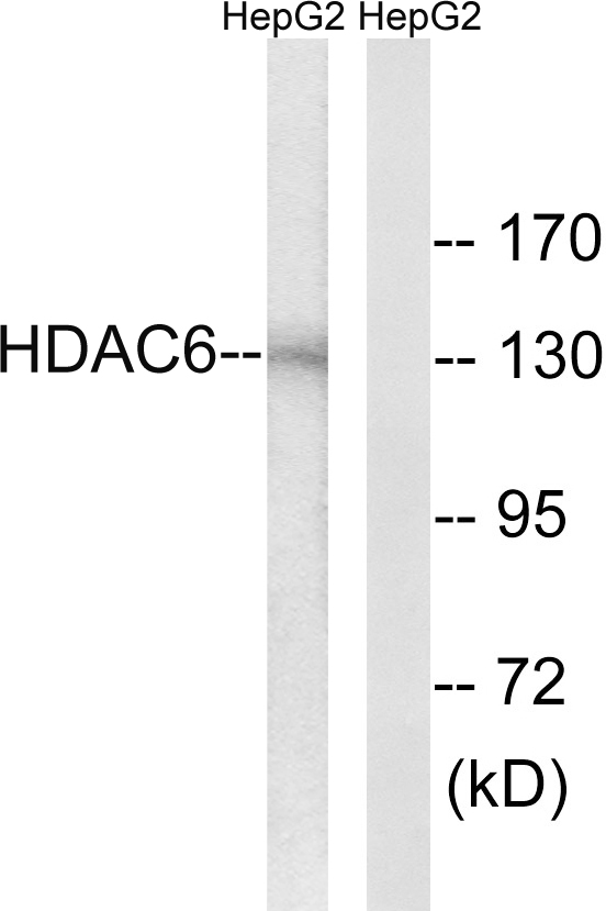 HDAC6 Antibody - Western blot analysis of lysates from HepG2 cells, using HDAC6 Antibody. The lane on the right is blocked with the synthesized peptide.