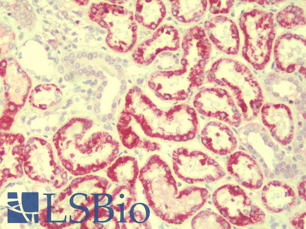 HDGFRP2 Antibody - Anti-HDGFRP2 antibody IHC staining of human kidney. Immunohistochemistry of formalin-fixed, paraffin-embedded tissue after heat-induced antigen retrieval. Antibody concentration 5 ug/ml.
