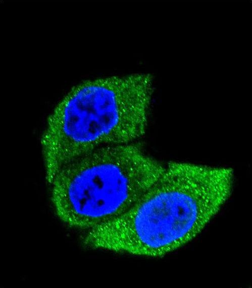 Heat Shock Protein 70 / HSPA1A Antibody - Confocal immunofluorescence of HSPA1A Antibody with HeLa cell followed by Alexa Fluor 488-conjugated goat anti-mouse lgG (green). DAPI was used to stain the cell nuclear (blue).