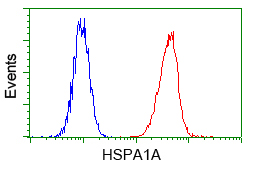 Heat Shock Protein 70 / HSPA1A Antibody - Flow cytometry of HeLa cells, using anti-HSPA1A antibody, (Red) compared to a nonspecific negative control antibody (Blue).
