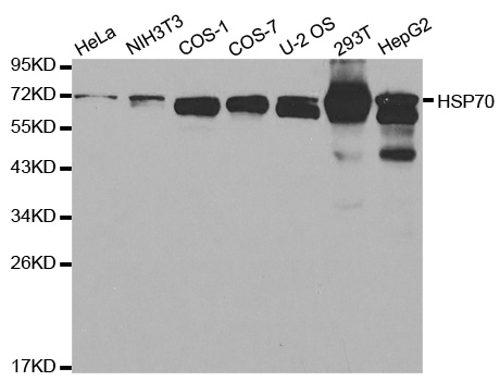 Heat Shock Protein 70 / HSPA1A Antibody - Western blot analysis of extracts of various cell lines, using HSPA1A antibody at 1:1000 dilution. The secondary antibody used was an HRP Goat Anti-Rabbit IgG (H+L) at 1:10000 dilution. Lysates were loaded 25ug per lane and 3% nonfat dry milk in TBST was used for blocking.