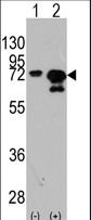 Heat Shock Protein 70 / HSPA1A Antibody - Western blot of HSPA1A (arrow) using rabbit polyclonal HSPA1A Antibody (Y525). 293 cell lysates (2 ug/lane) either nontransfected (Lane 1) or transiently transfected with the HSPA1A gene (Lane 2) (Origene Technologies).