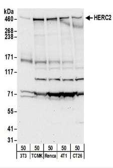 HERC2 Antibody - Detection of Mouse HERC2 by Western Blot. Samples: Whole cell lysate (50 ug) from NIH3T3, TCMK-1, Renca, 4T1, and CT26.WT cells. Antibodies: Affinity purified rabbit anti-HERC2 antibody used for WB at 0.5 ug/ml. Detection: Chemiluminescence with an exposure time of 30 seconds.