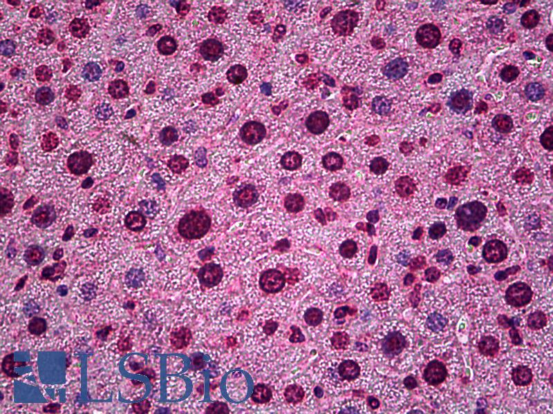 HES5 Antibody - Anti-HES5 antibody IHC of mouse liver. Immunohistochemistry of formalin-fixed, paraffin-embedded tissue after heat-induced antigen retrieval. Antibody concentration 5 ug/ml.
