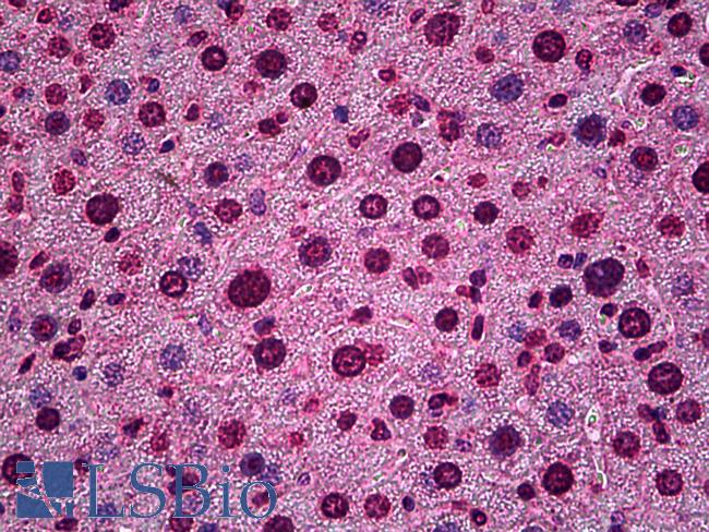 HES5 Antibody - Anti-HES5 antibody IHC of mouse liver. Immunohistochemistry of formalin-fixed, paraffin-embedded tissue after heat-induced antigen retrieval. Antibody concentration 5 ug/ml.