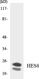 HES6 Antibody - Western blot analysis of the lysates from 293 cells using HES6 antibody.