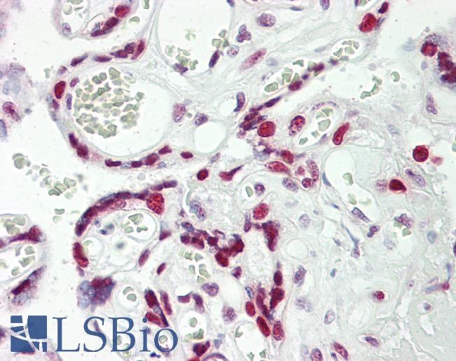 HEXIM1 Antibody - Anti-HEXIM1 antibody IHC staining of human placenta. Immunohistochemistry of formalin-fixed, paraffin-embedded tissue after heat-induced antigen retrieval.