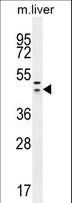 HEXIM1 Antibody - HEXIM1 antibody western blot of mouse liver tissue lysates (35 ug/lane). The HEXIM1 antibody detected the HEXIM1 protein (arrow).