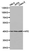 HFE Antibody - Western blot of extracts of various cell lines, using HFE antibody.