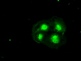 HHEX / HEX Antibody - Anti-HHex mouse monoclonal antibody  immunofluorescent staining of COS7 cells transiently transfected by pCMV6-ENTRY HHex.
