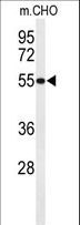 HIAT1 Antibody - Western blot of HIAT1 Antibody in CHO cell line lysates (35 ug/lane). HIAT1 (arrow) was detected using the purified antibody.