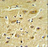 HIAT1 Antibody - HIAT1 Antibody IHC of formalin-fixed and paraffin-embedded human brain tissue followed by peroxidase-conjugated secondary antibody and DAB staining.