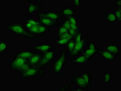 HIF1A / HIF1 Alpha Antibody