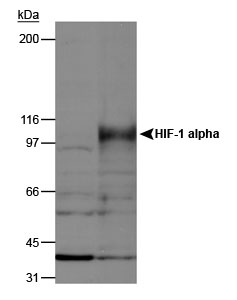 HIF1A / HIF1 Alpha Antibody - Western Blot analysis. Anti-HIF-1 alpha, on normoxic and hypoxic nuclear rat cell lysates.  This image was taken for the unconjugated form of this product. Other forms have not been tested.