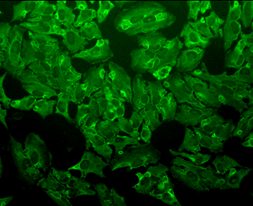 HIF2A / EPAS1 Antibody - Detection of HIF-2a in CoCl-treated HeLa cell lysate.