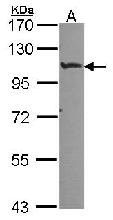 HIF2A / EPAS1 Antibody - Sample (30 ug of whole cell lysate). A: A549. 7.5% SDS PAGE. HIF-2 alpha antibody. EPAS1 antibody diluted at 1:1000. 