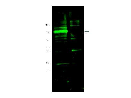 HIF3A / HIF3-Alpha Antibody - Anti-Hif Antibody - Western Blot. Western blot of Affinity Purified anti-Hif antibody shows detection of a band ~72 kD corresponding to mouse Hif3a (arrowhead). Approximately 10 ug of a CoCl2 treated 3T3 cell lysate (lane 1) and control 3T3 cell lysate (lane 2) were separated by 4-20% SDS-PAGE and transferred onto nitrocellulose. Treatment of exponentially growing 3T3 cells with 130 uM CoCl2 for 6 h at 37? C effectively mimics hypoxia. After blocking the membrane was probed overnight at 4C with the primary antibody diluted to 1:1600. The membrane was washed and reacted with a 1:10000 dilution of IRDye800 conjugated Gt-a-Rabbit IgG [H&L] MX ( for 45 min at room temperature. IRDye800 fluorescence image was captured using the Odyssey Infrared Imaging System developed by LI-COR. IRDye is a trademark of LI-COR, Inc. Other detection systems will yield similar results.