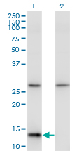 HINT / HINT1 Antibody - Western blot of HINT1 expression in transfected 293T cell line by HINT1 monoclonal antibody (M05), clone 2D7.
