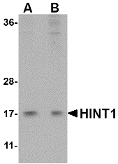 HINT / HINT1 Antibody - Western blot of HINT1 in Jurkat lysate with HINT1 antibody at (A) 1 and (B) 2 ug/ml.