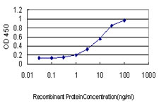 HIP1 Antibody - Detection limit for recombinant GST tagged HIP1 is approximately 0.3 ng/ml as a capture antibody.