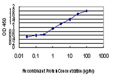 HIPK2 Antibody - Detection limit for recombinant GST tagged HIPK2 is approximately 0.1 ng/ml as a capture antibody.