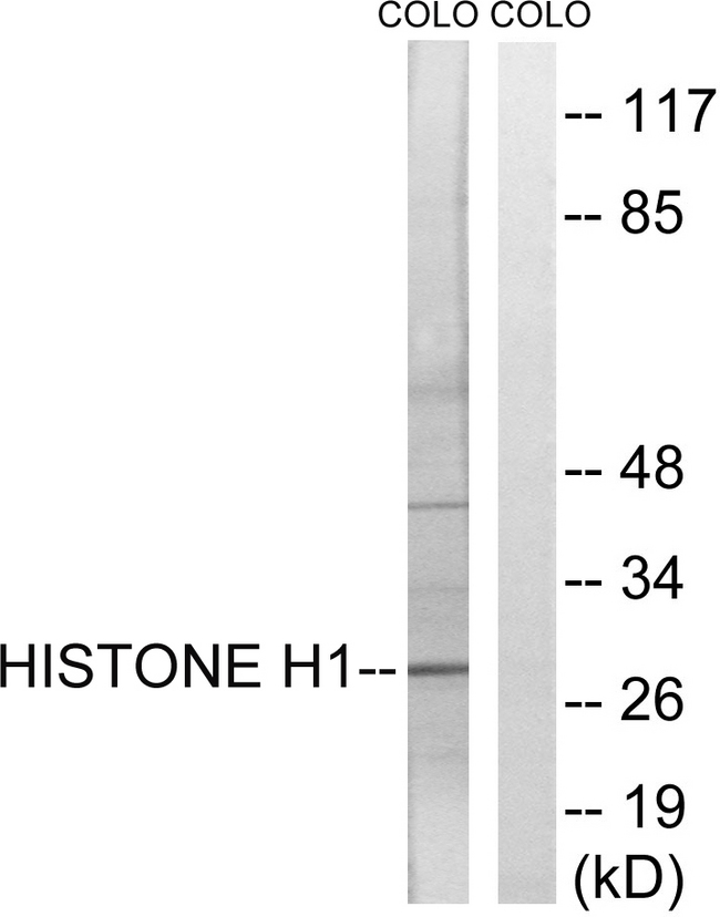 Histone H1 Antibody - Western blot analysis of lysates from COLO cells, using Histone H1 Antibody. The lane on the right is blocked with the synthesized peptide.