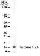 Histone H2A Antibody - Western blot of Histone H2A in human PBMC lysate with antibody.