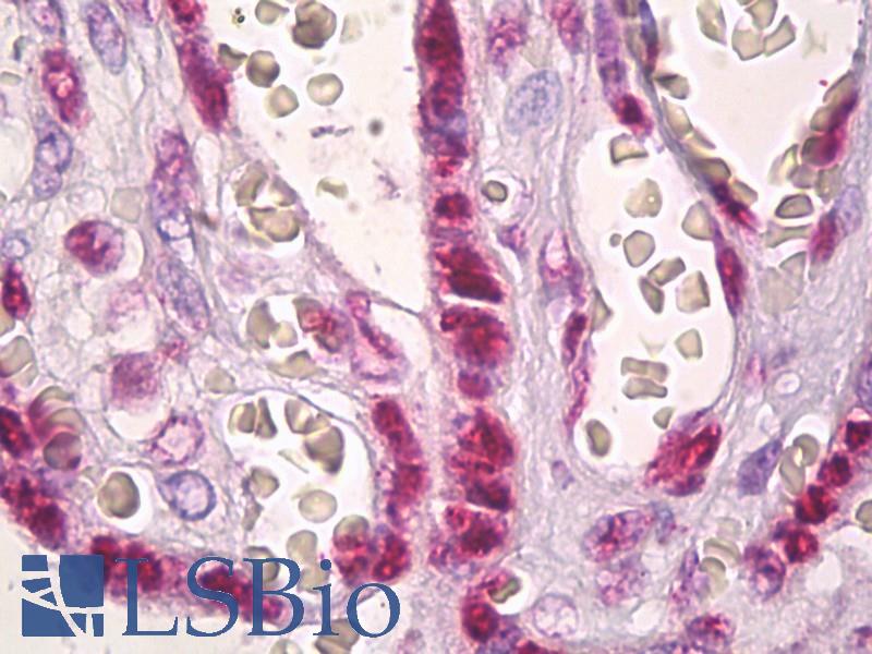Histone H2A Antibody - Anti-Histone H2A antibody IHC of human placenta. Immunohistochemistry of formalin-fixed, paraffin-embedded tissue after heat-induced antigen retrieval. Antibody dilution 1:100.